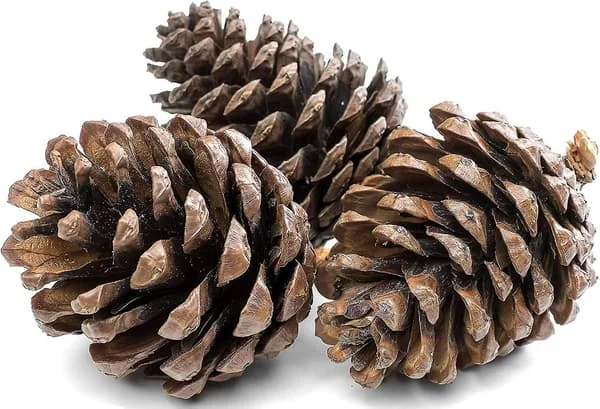 1 kg naturliga tallkottar 5 till 7 cm julkrans dekoration ZYTU-052220