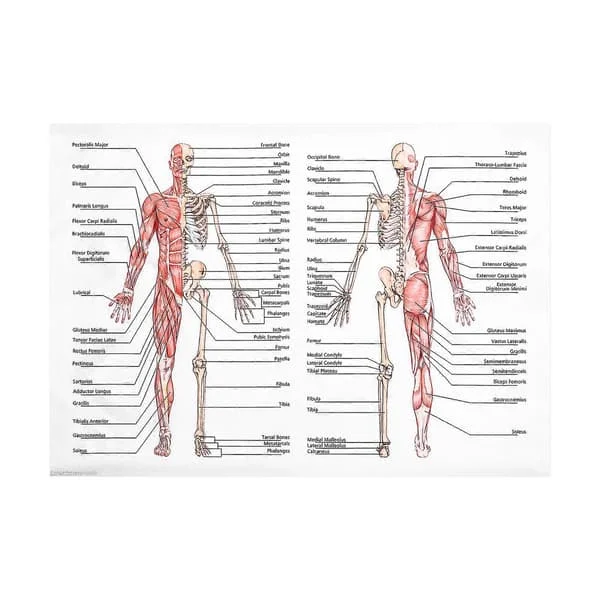1 st Anatomiaffisch Människans Muskelsystem och Skelettsystem, Vägghängande Anatomisk Plansch NMFZ081089 1 st Anatomiaffisch Människans Muskelsystem och Skelettsystem, Vägghängande Anatomisk Plansch NMFZ081089